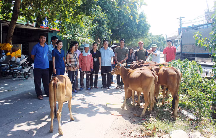  Hội Nông dân tỉnh trao tặng bò giống sinh sản cho các gia đình hộ nghèo, cận nghèo tại xã Quảng Phong, huyện Hải Hà. (Ảnh: Thanh Trường , TTVH Hải Hà)
