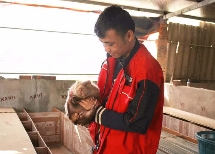 Anh Trần Văn Lập, thôn Pò Hèn, xã Hải Sơn, TP Móng Cái chọn nuôi dúi để khởi nghiệp.