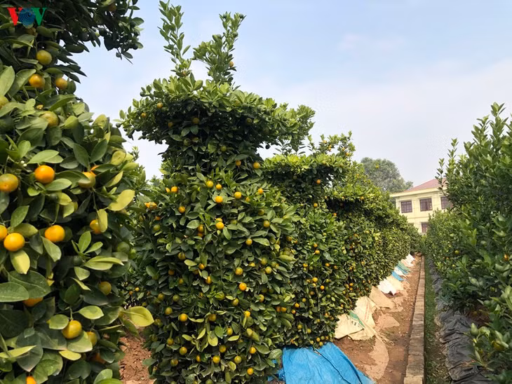 Những cây quất được tạo hình giống lọ lộc bình khá độc đáo.