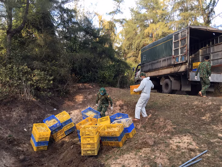 Lực lượng chức năng tiêu hủy 3.200 con vịt giống theo quy định.