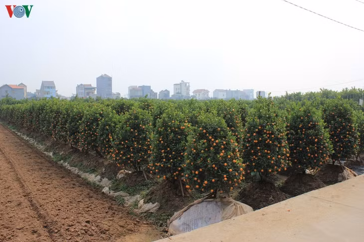Những luống quất lùm đang chuẩn bị được đưa ra thị trường.