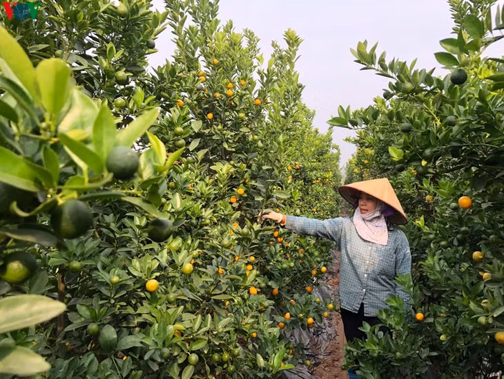 Theo người nông dân, do thời tiết năm nay nắng nhiều, ít mưa nên việc chăm sóc quất gặp rất nhiều khó khăn, chất lượng cây quất năm nay vì thế cũng kém hơn so với mọi năm.