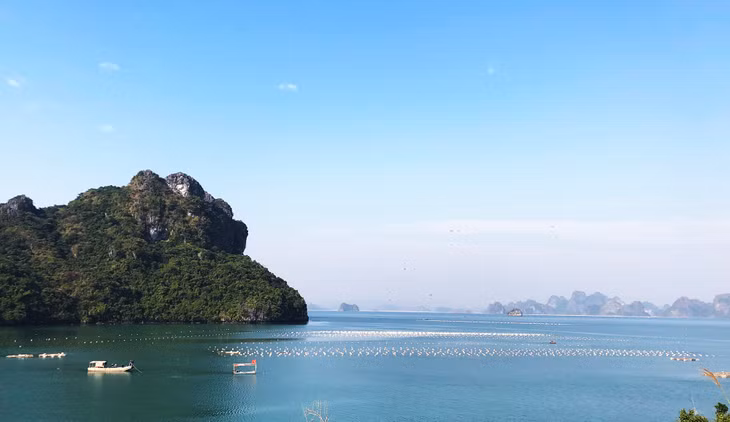 Khu nuôi ngao và hầu tâp trung của một số hộ dân thôn Bản Sen sau khi chuyển đến khu ở mới.