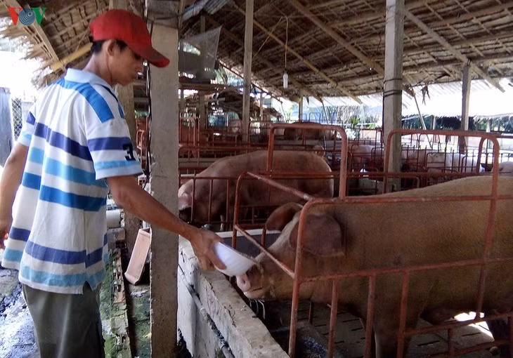 Giá heo cao, bà con rất dè dặt chưa dám mở rộng chăn nuôi.