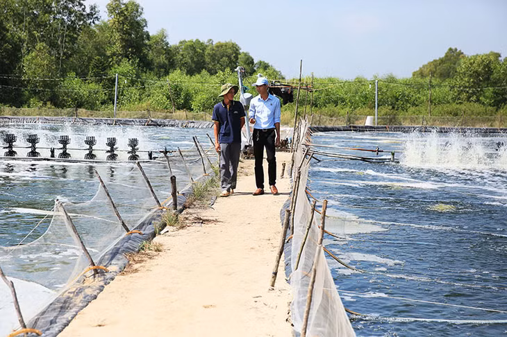 Hộ nuôi anh Nguyễn Huy Bình tại Đồng Nai, tuy vào mùa nghịch nhưng đạt kết quả tốt nhờ con giống Việt – Úc chống chịu và tăng trưởng tốt, 2 ao thu về 16 tấn, size 28 con/kg, lãi 1,4 tỷ đồng
