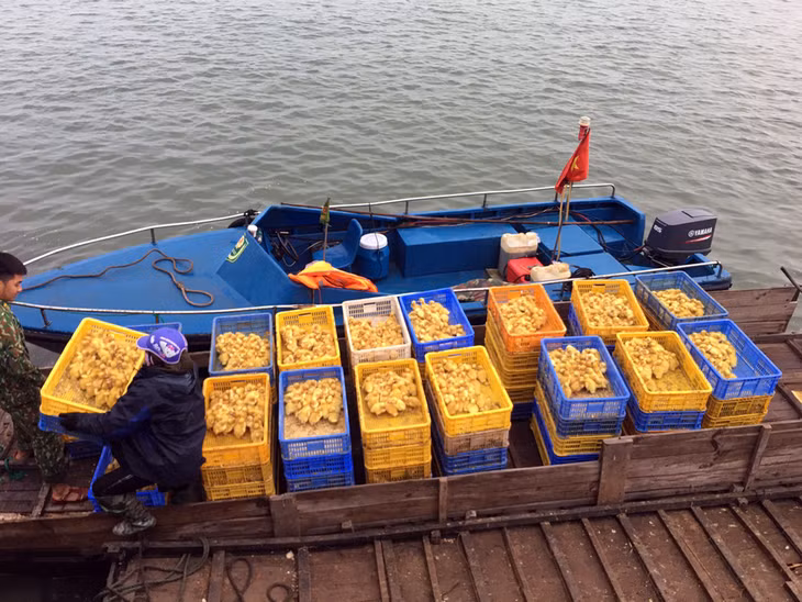 Đối tượng cùng tang vật là 3.200 con vịt giống.