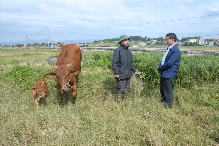 Sau 1 năm nhận hỗ trợ kinh phí mua bò,anh Lê Văn Thành ở khu 1, phường Yên Giang, TX Quảng Yên (bên trái) có thêm nguồn thu nhập ổn định.