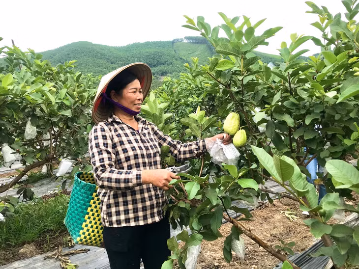 tổng nguồn vốn tín chấp qua tổ chức Hội với Ngân hàng chính sách xã hội đạt trên 1.380 tỷ đồng hỗ trợ cho trên 34.800 lượt hội viên vay vốn phát triển kinh tế gia đình.