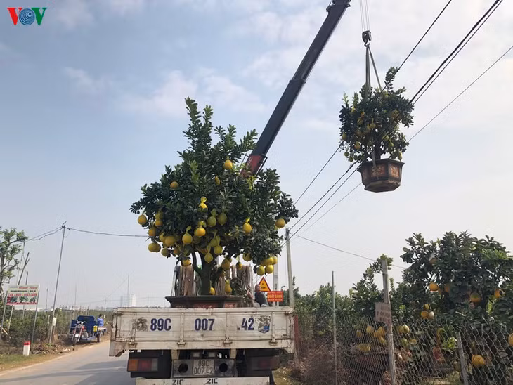 Nhiều thương lái khắp các tỉnh phía Bắc đã rục rịch "đánh" những chuyến hàng đầu tiên.