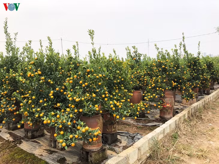 Quất chum với đủ loại kích thước và dáng cây.