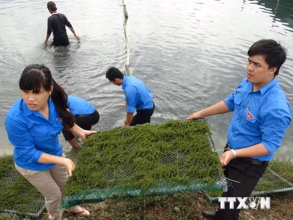 Tuổi trẻ Khánh Hòa giúp dân làm kinh tế biển. (Ảnh: Nguyên Lý/TTXVN)