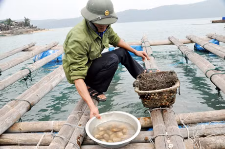 Ngao giá được thả nuôi tại Công ty TNHH Đỗ Tờ, Bản Sen (Vân Đồn).