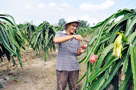 Mô hình trồng thanh long ruột đỏ của hộ anh Hoàng Đạo Hưng (thôn Thành Long, xã An Sinh, Đông Triều) cho hiệu quả kinh tế cao. Ảnh: Thanh Tùng
