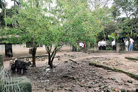Mô hình chăn nuôi lợn rừng của gia đình anh Đinh Khắc Viện, thôn Khe Sú 1, xã Thượng Yên Công (Uông Bí) cho hiệu quả kinh tế cao.
