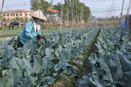 Mô hình trồng rau sạch tại xã Tiền An 