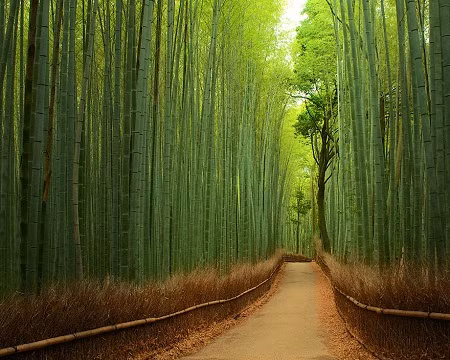 Lối đi trong rừng trúc ở Kyoto, Nhật Bản.