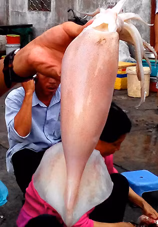 Mực siêu rẻ khiến người tiêu dùng nghi ngại. (Ảnh: KT)