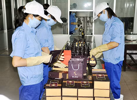 Đóng gói sản phẩm rượu ba kích tại Công ty CP Xây dựng và Sản xuất Bia - Rượu - Nước giải khát Cẩm Phả.