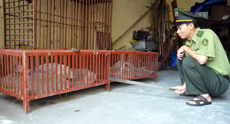 Số rùa và rắn do Chi cục Kiểm lâm tạm giữ.