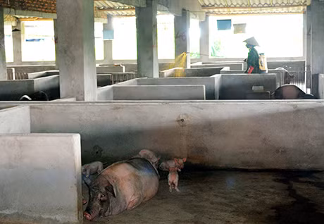 Phun thuốc khử trùng phòng dịch bệnh tại trang trại lợn Móng Cái của hộ gia đình chị Lê Thị Thuý Dung.