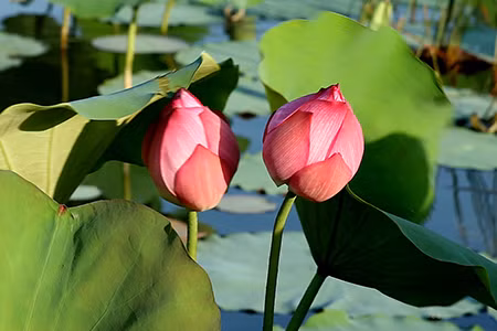 Trên đảo có những ao, hồ sen mọc nhiều. Trên đảo có những ao, hồ sen mọc nhiều.