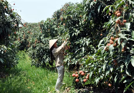 Thu hoạch vải chín sớm Phương Nam đầu mùa.
