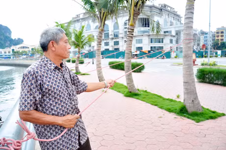 Chẳng dây bảo vệ cây cối.