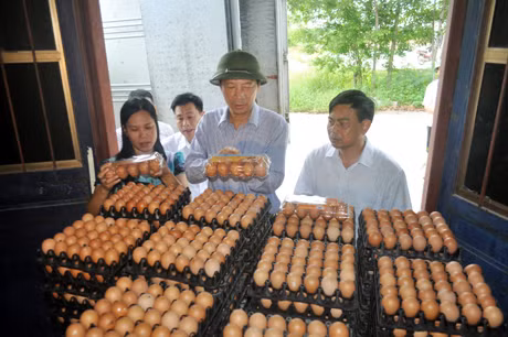 Chủ tịch UBND tỉnh thăm mô hình sản xuất trứng gà Tân An