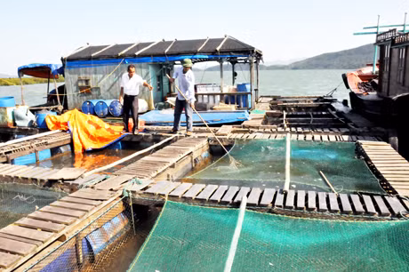 Bè nuôi trồng thuỷ sản của xã viên HTX Dịch vụ, nuôi trồng thuỷ sản Đức Thịnh (Đầm Hà).