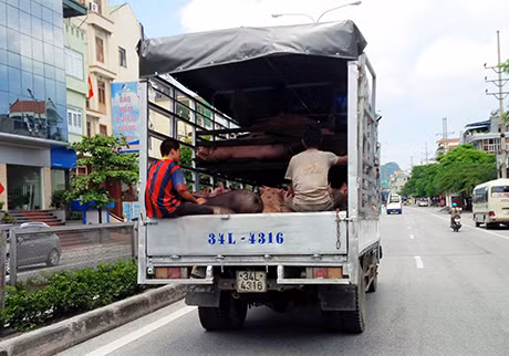 Ảnh chụp lúc 13 giờ ngày 20-7-2014, tại QL18A, đoạn qua phường Hồng Hà, TP Hạ Long.