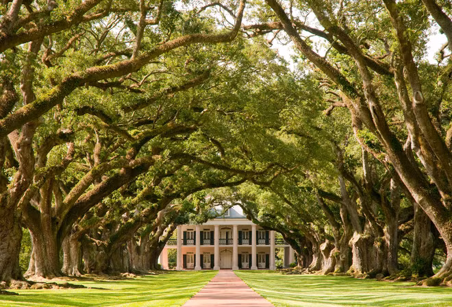 Đoạn đường cây sồi ở bang Louisiana, Mỹ.