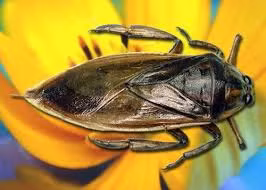 Bọng thơm của cà cuống.