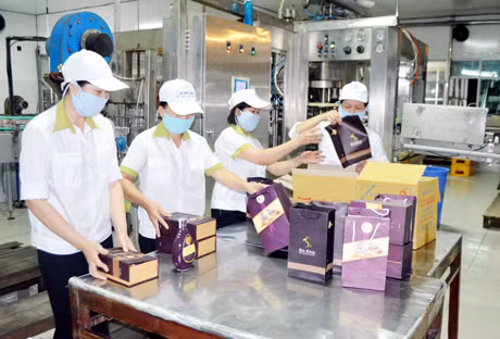 Sản xuất đóng gói rượu ba kích tại Công ty CP Xây dựng và Sản xuất Bia - Rượu - Nước giải khát Cẩm Phả.