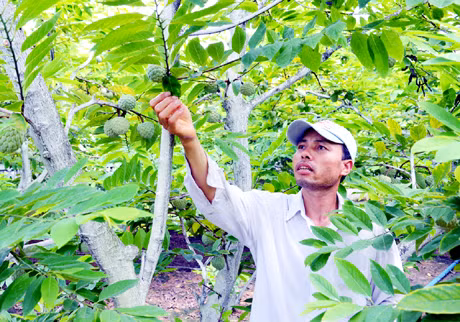 Anh Nguyễn Văn Long, thôn Tân Thành, xã Việt Dân đang chăm sóc vườn na dai sắp đến kỳ thu hoạch.