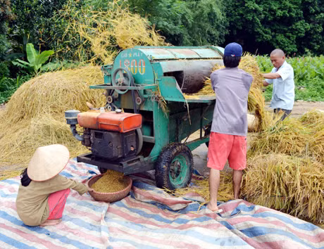Nông dân thôn Phiêng Tắm (xã Đồng Tâm, huyện Bình Liêu) tuốt lúa ngay sau khi gặt.