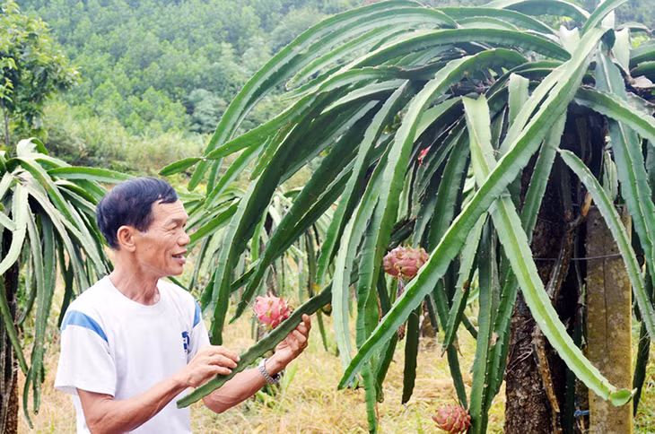 Ông Hà Xuân Tiến, thôn Nam Hả Trong, xã Nam Sơn (Ba Chẽ) người đi đầu trong mô hình trồng thanh long trên địa bàn.