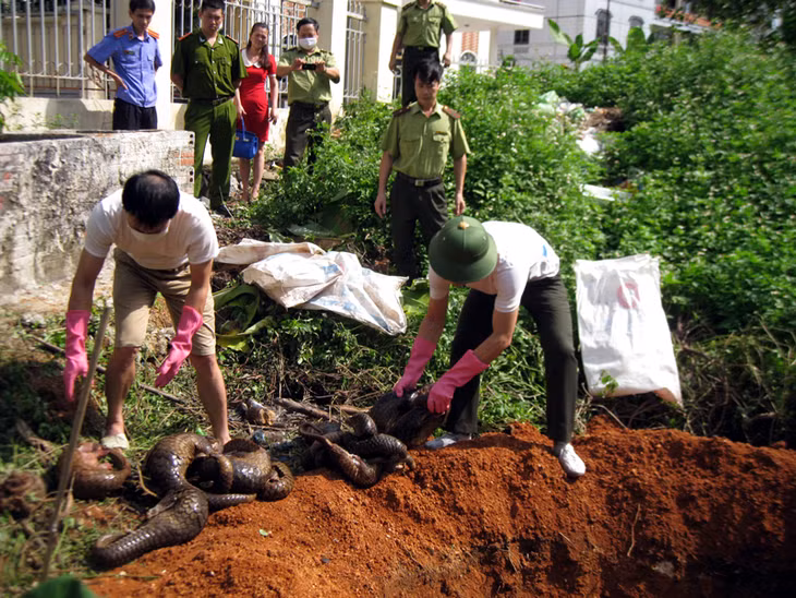 Tiêu huỷ tê tê.