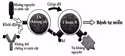 Cơ chế gây bệnh tự miễn.