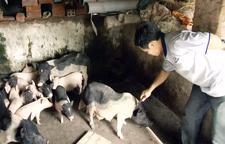 Cán bộ thú y xã Đông Ngũ (Tiên Yên) tiêm phòng vắc xin tai xanh cho đàn lợn.