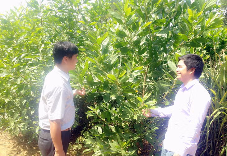 Cán bộ Phòng Quản lý khoa học cơ sở (Sở KH&CN) cùng chủ nhiệm dự án, kiểm tra mô hình trồng cây keo tai tượng tại phường Minh Thành (TX Quảng Yên).