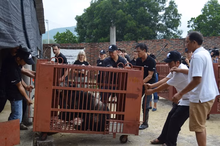 Tại thời điểm chuyển giao gấu cho Tổ chức Động vật Châu Á (Animals Asia), toàn bộ số gấu này đều được chăm sóc tốt, đảm bảo sức khỏe