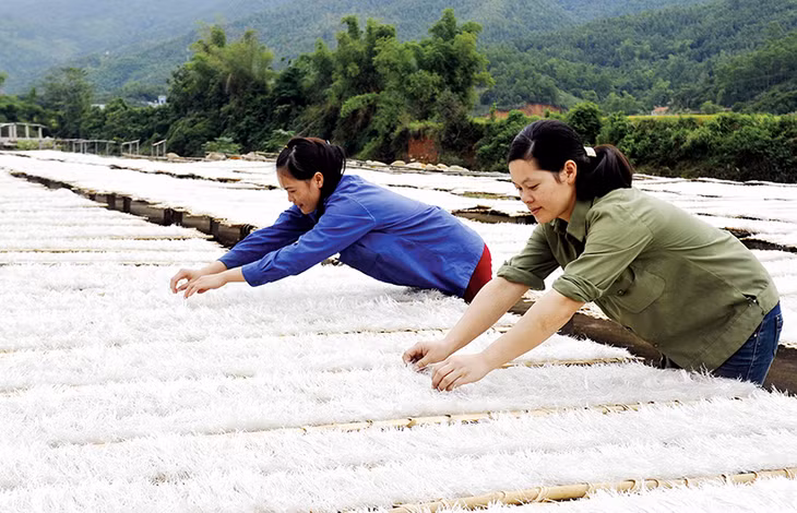 Nghề làm miến dong đã tạo việc làm, thu nhập ổn định cho nhiều người dân trên địa bàn huyện Bình Liêu. Ảnh: CTV