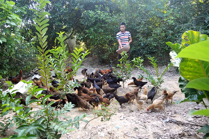 Anh Vũ Văn Thắng hiện duy trì đàn nuôi khoảng 200 con gà đồi Đồng Tiến.