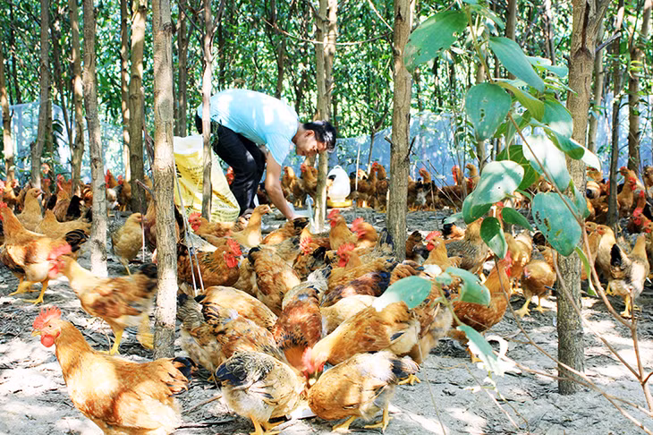 Mô hình nuôi gà Tiên Yên thương phẩm của anh Nguyễn Văn Tuyền, thôn Tân Hoà, xã Quảng Tân, Đầm Hà.