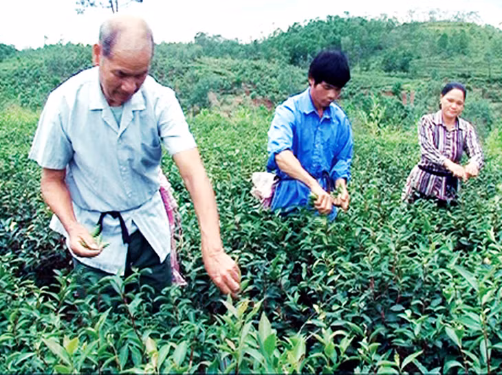 Ông Sẻn Văn Thành, người uy tín ở thôn An Bình, xã Quảng Lợi gương mẫu đi đầu trong lao động sản xuất.