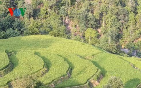 Ruộng bậc thang ở xã Túng Sán, huyện Hoàng Su Phì, Hà Giang.