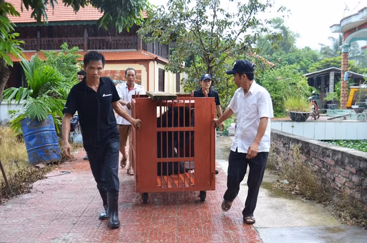 Di chuyển gấu tại gia đình ông Nguyễn Thanh Nhượng, khu Đường Ngang, phường Minh thành, thị xã Quảng Yên về Trung tâm cứu hộ gấu Việt Na