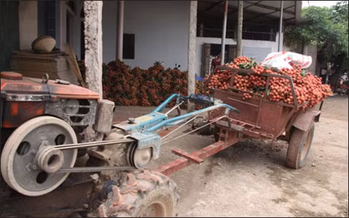 Những hình ảnh không hiếm gặp ở Bắc Giang trong mùa vải rộ.