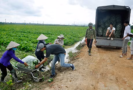 HTX Dịch vụ nông nghiệp chất lượng cao Hoa Phong thu mua rau của nông dân xã Xuân Sơn (huyện Đông Triều).