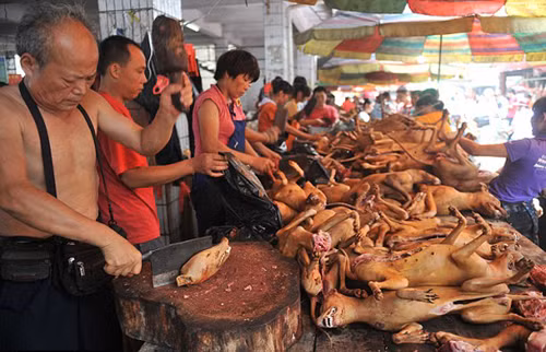 Mỗi năm, có hàng nghìn con chó bị giết vào lễ hội thịt chó mừng ngày hạ chí ở Ngọc Lâm. Ảnh: REX